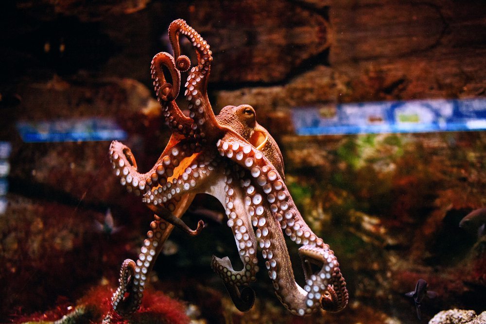 octopus intelligence