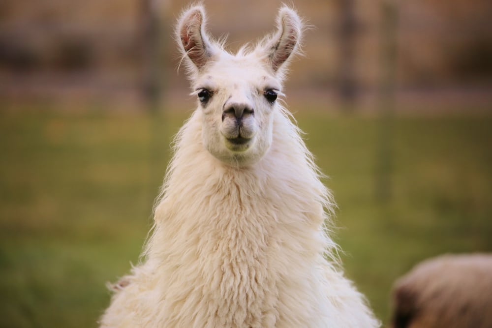 Antibody Derived From Llamas may Provide Cure for Human Diseases