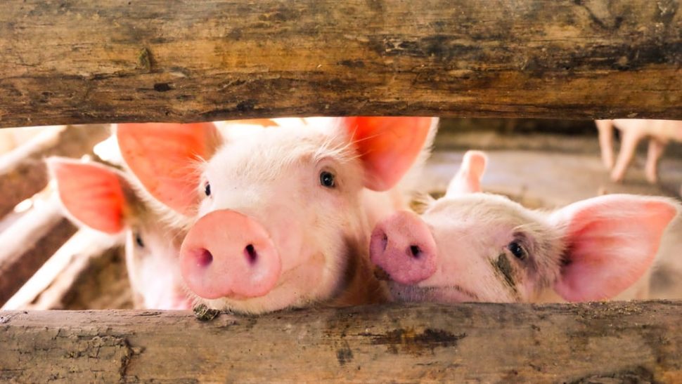 Researchers have developed a procedure that can successfully grow and subsequently transplant bioengineered lungs into pigs. | Image By chadin0 | Shutterstock