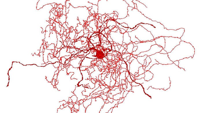 Rosehip neurons | Nature Neuroscience