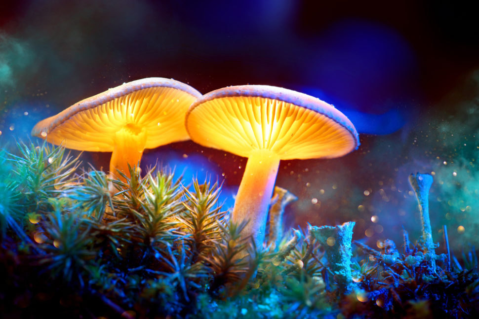 A research team at the Johns Hopkins university are currently studying the possible medicinal effects of psilocybin, the active chemical in magic mushrooms. | Image By Subbotina Anna | Shutterstock