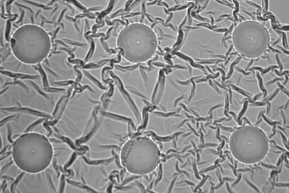 The cell-like rounded graphene microscopic robots | Massachusetts Institute of Technology | Youtube.com