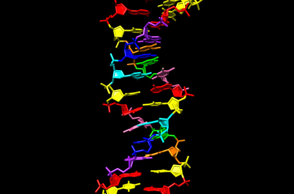 An illustration of Hachimoji DNA | Photo courtesy of Indiana University School of Medicine