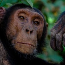 Studying the nature of chimpanzees could give insight not only on ourselves, but on the future of AI communication. ¦ Pexels