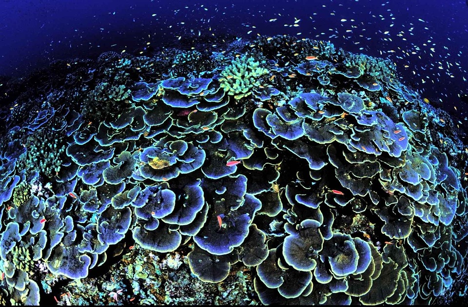 Coral Cores | PublicDomainImages / Pixabay