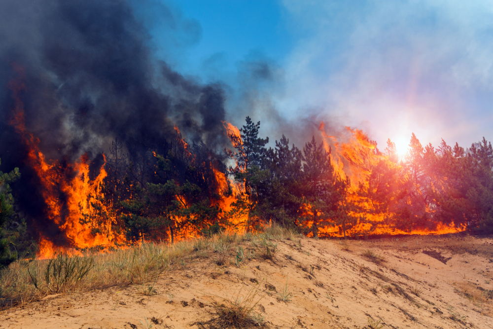 Researchers Develop New Diagnostic Tool to Prevent Wildfires